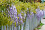 Wisteria floribunda Macrobotrys - Lilac blue flowering Japanese Wisteria